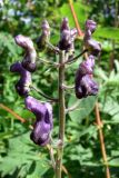 Aconitum septentrionale. Часть соцветия. Свердловская обл., окр. г. Североуральск, подножие Сосьвинского хребта, долина р. Большая Сосьва, смешанный лес. 29.06.2010.