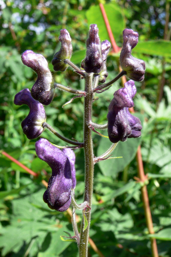 Изображение особи Aconitum septentrionale.