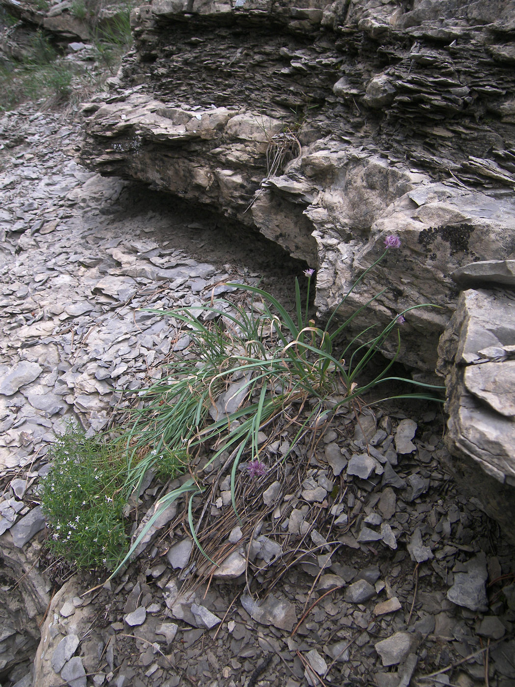 Image of Allium jajlae specimen.