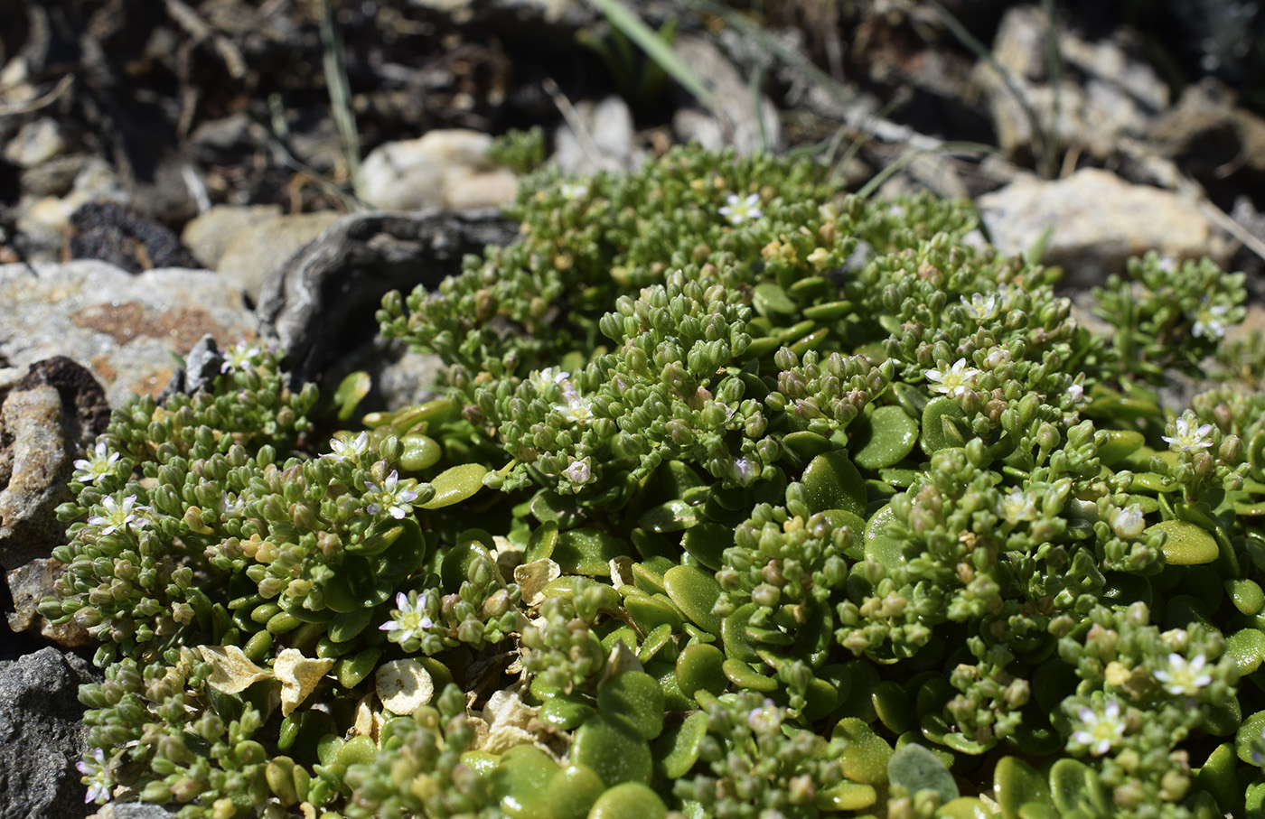 Image of Polycarpon polycarpoides ssp. catalaunicum specimen.