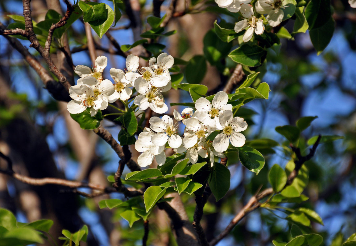 Image of Pyrus communis specimen.