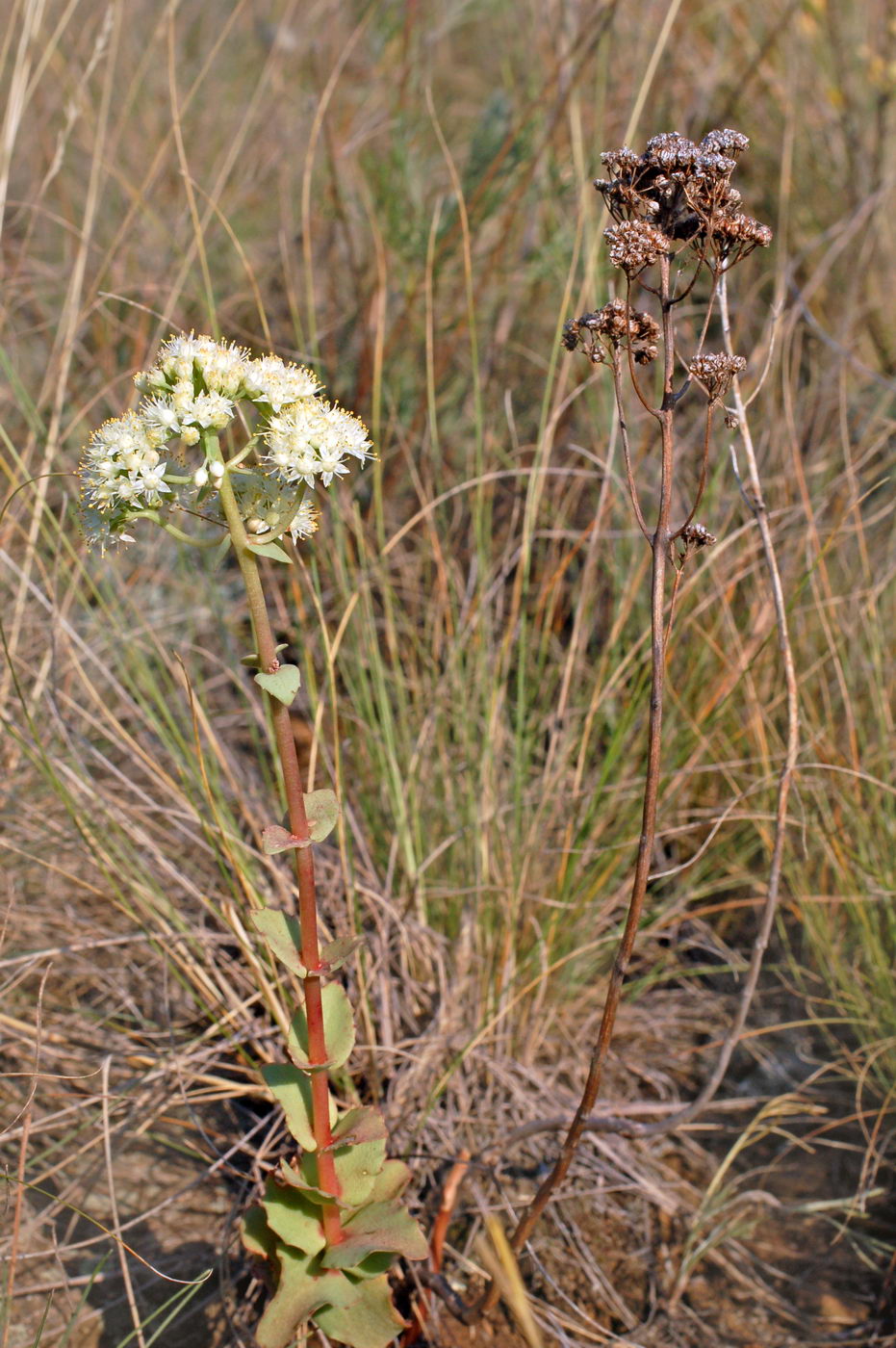 Image of Hylotelephium stepposum specimen.