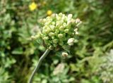 Allium sacculiferum. Соцветие с бутонами. Приморский край, окр. пос. Михайловка, разнотравный луг. 29.08.2019.