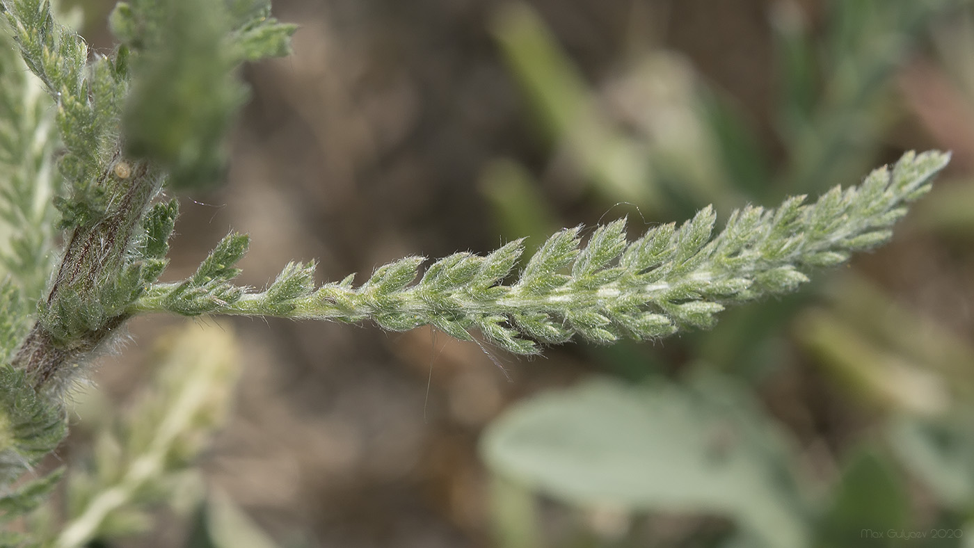 Image of Achillea arabica specimen.