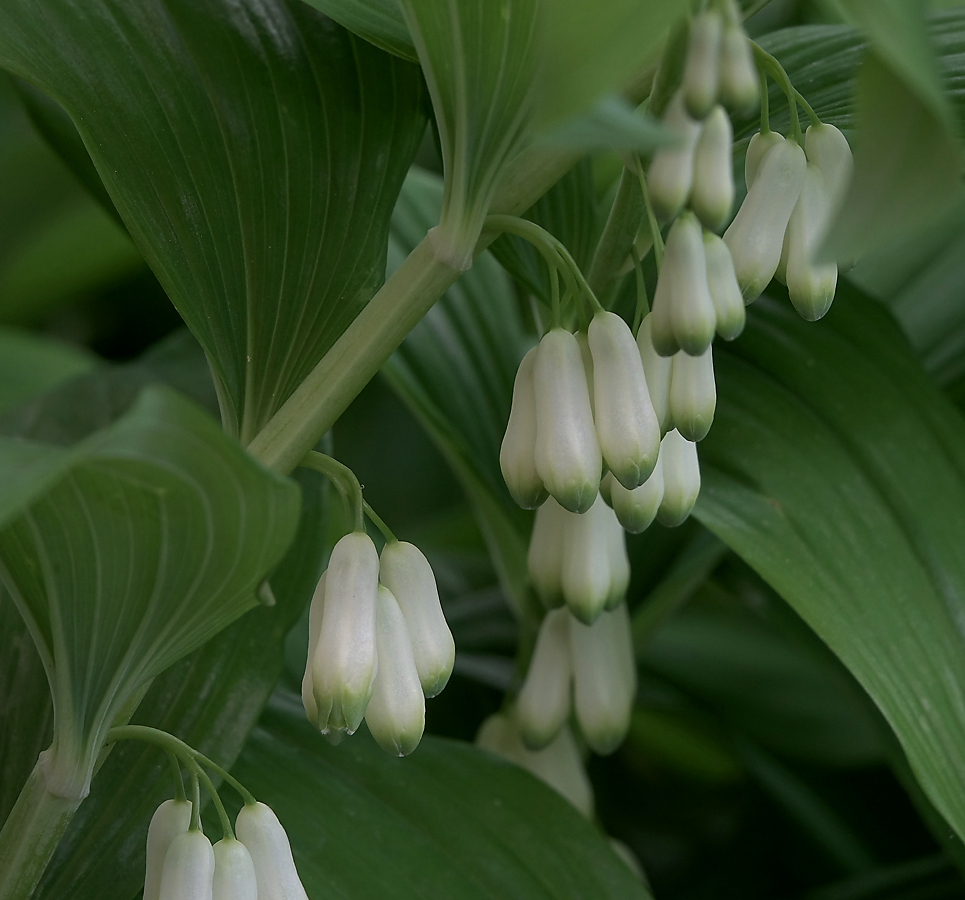 Image of Polygonatum multiflorum specimen.