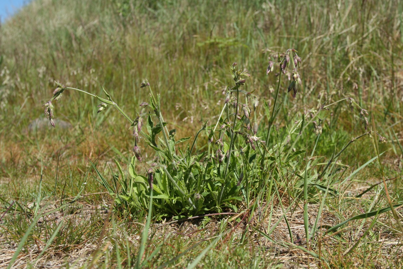 Изображение особи Silene nutans.