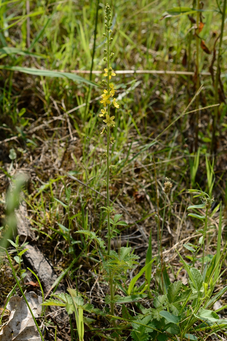 Image of Agrimonia eupatoria specimen.