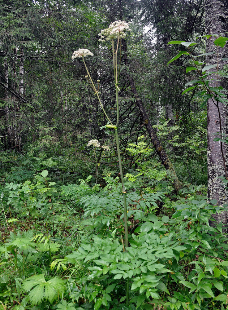 Image of Angelica sylvestris specimen.