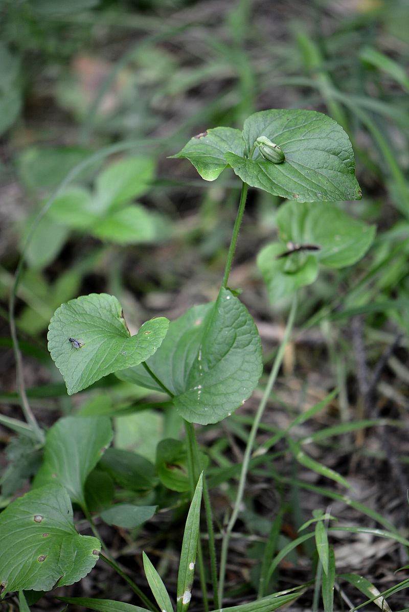 Image of Viola mirabilis specimen.