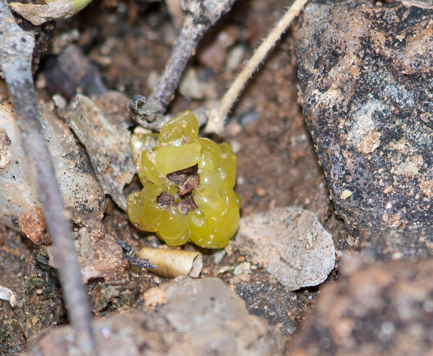 Image of Pollichia campestris specimen.