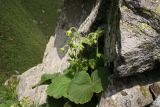 Geum bulgaricum