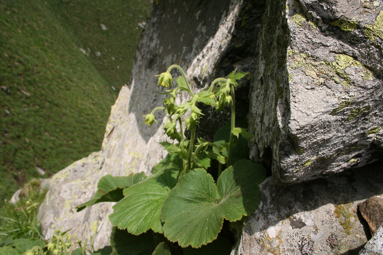 Image of Geum bulgaricum specimen.