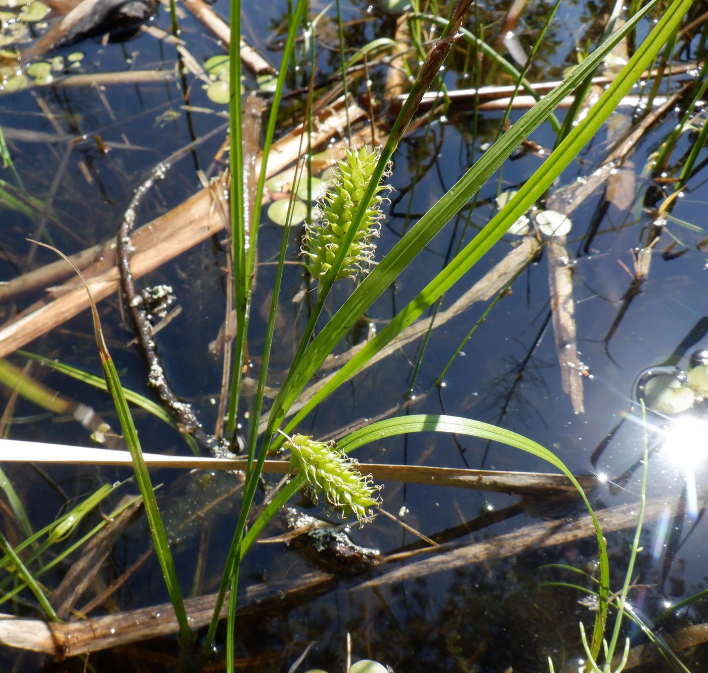 Изображение особи Carex vesicaria.