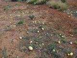 Citrullus colocynthis. Плодоносящие растения. Австралия, Северные Территории, горная система Западный Макдоннелл (West MacDonnell), национальный парк \"West MacDonnell Ranges\", обочина шоссе Namatjira Drive, примерно 140 км к западу от Alice Springs. 25.10.2009.
