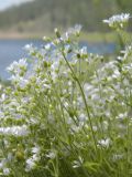 Cerastium beeringianum. Верхушки цветущих растений. Красноярский край, Эвенкийский р-н, Государственный природный заповедник \"Тунгусский\", подножие щебнистого склона. 25.06.2014.