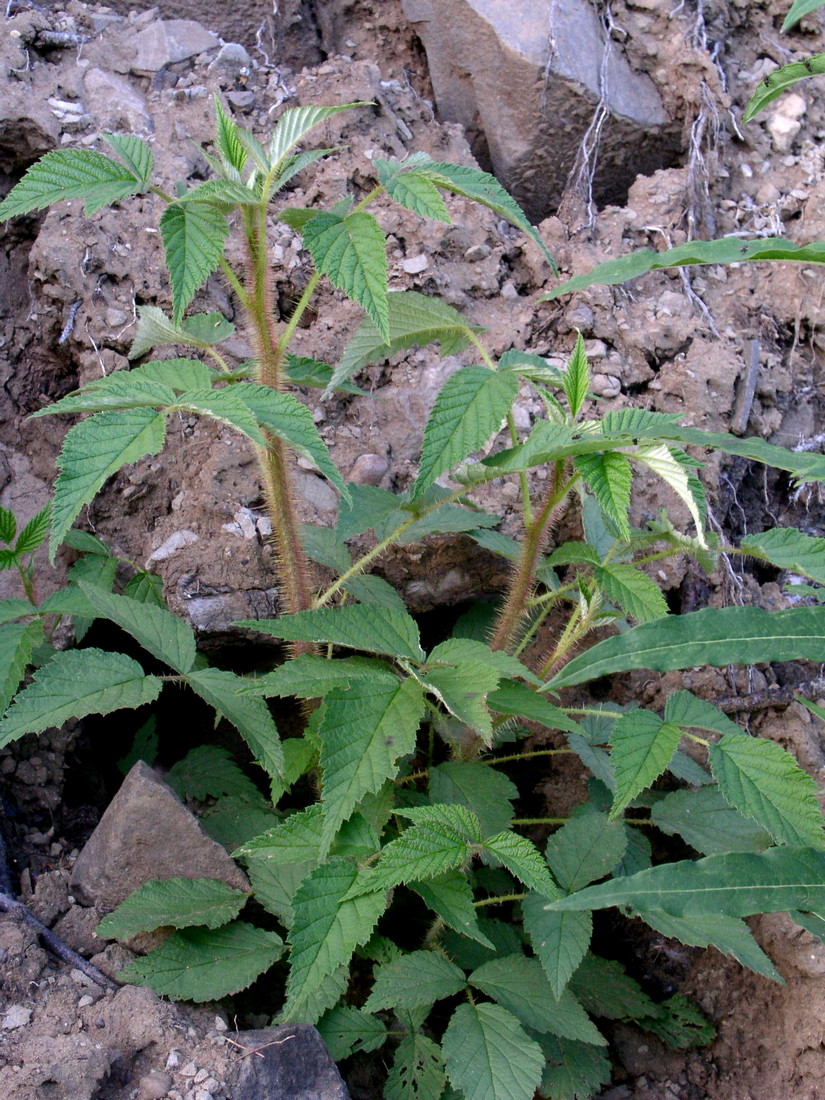 Image of Rubus matsumuranus specimen.