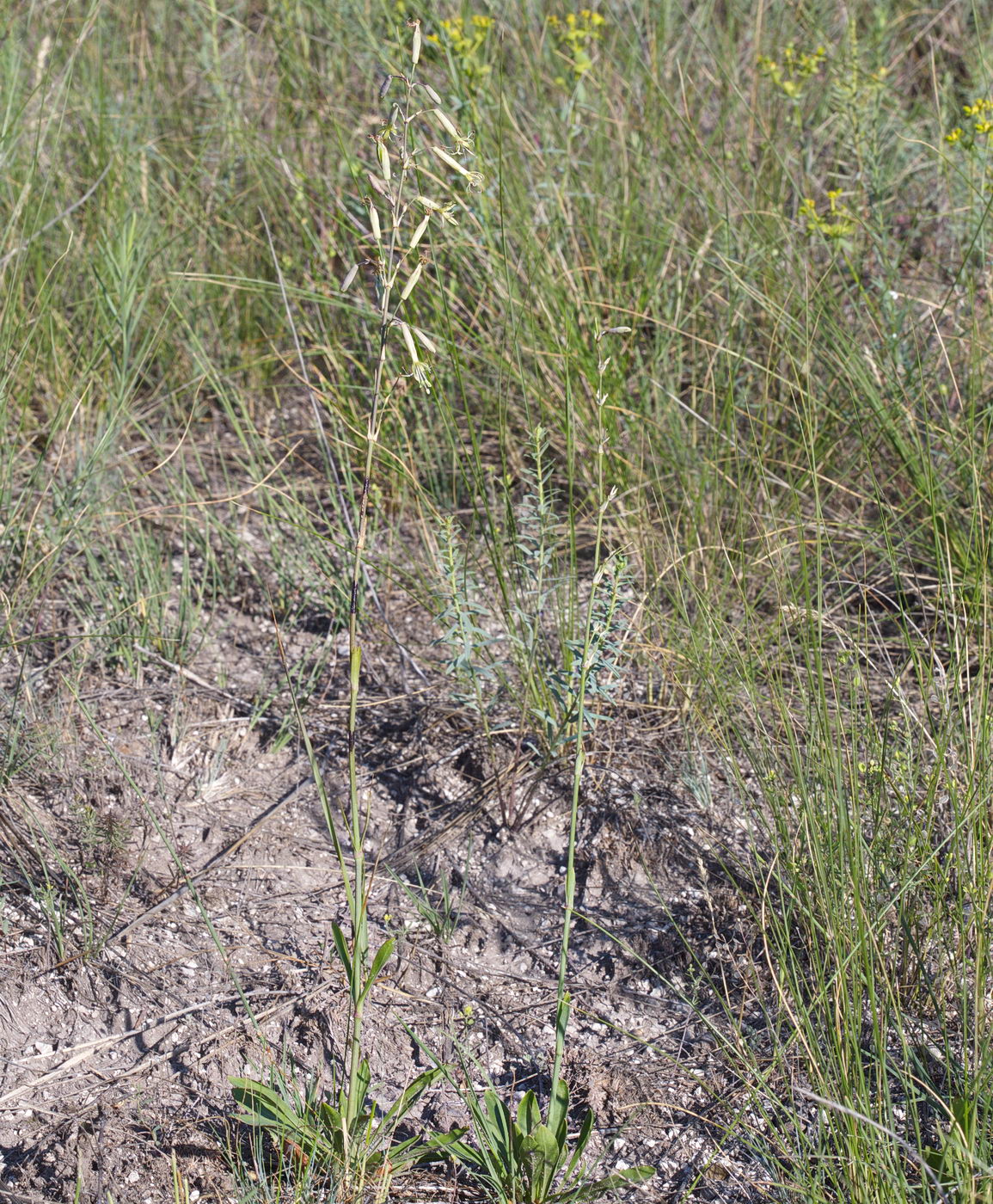 Image of Silene chlorantha specimen.