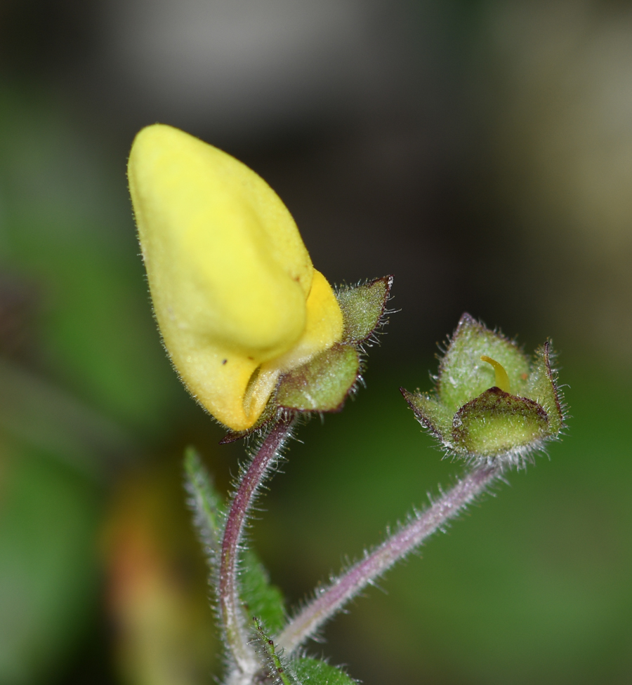 Image of genus Calceolaria specimen.