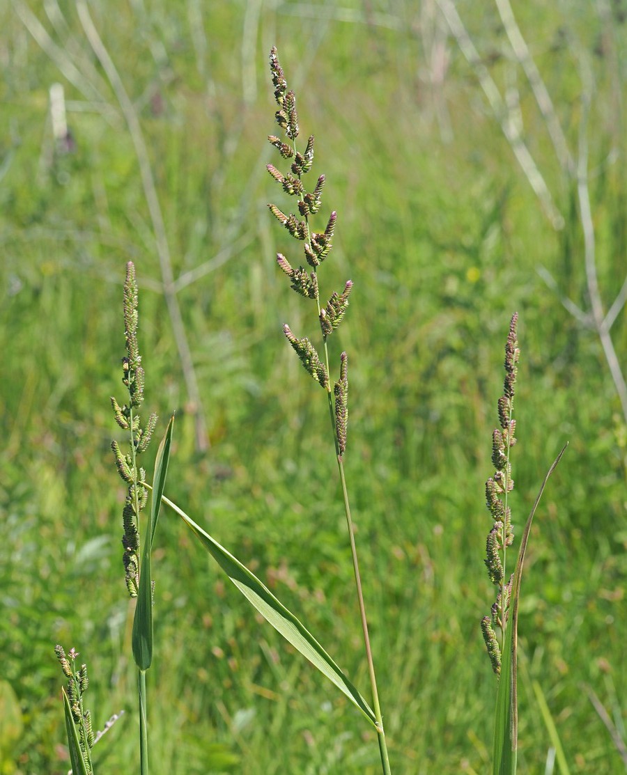 Image of Beckmannia eruciformis specimen.