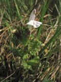 Pedicularis sylvatica. Верхушка цветущего побега. Нидерланды, провинция Drenthe, национальный парк Drentsche Aa, заказник Eexterveld, вересковая пустошь. 31 мая 2008 г.