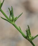 Linum nodiflorum. Завязавшиеся плоды на цветоносе. Краснодарский край, м/о г. Новороссийск, окр. с. Широкая Балка, отвал грунта на обочине дороги. 10 июля 2021 г.