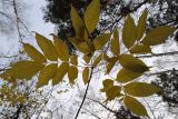 Fraxinus pennsylvanica. Ветвь с листьями в осенней окраске. Новосибирск, малый лесопарк с посадками. 22.10.2010.
