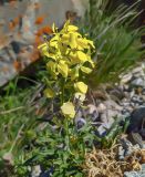 Erysimum ibericum. Соцветие. Республика Северная Осетия-Алания, Алагирский р-н, Большой Кавказ, Скалистый хребет, седловина Ходского перевала, ≈ 2700 м н.у.м., каменистый луг. 01.07.2021.