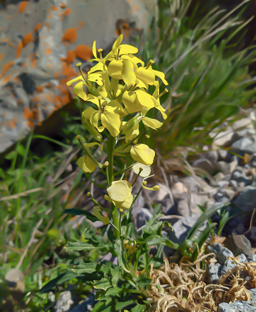 Image of Erysimum ibericum specimen.