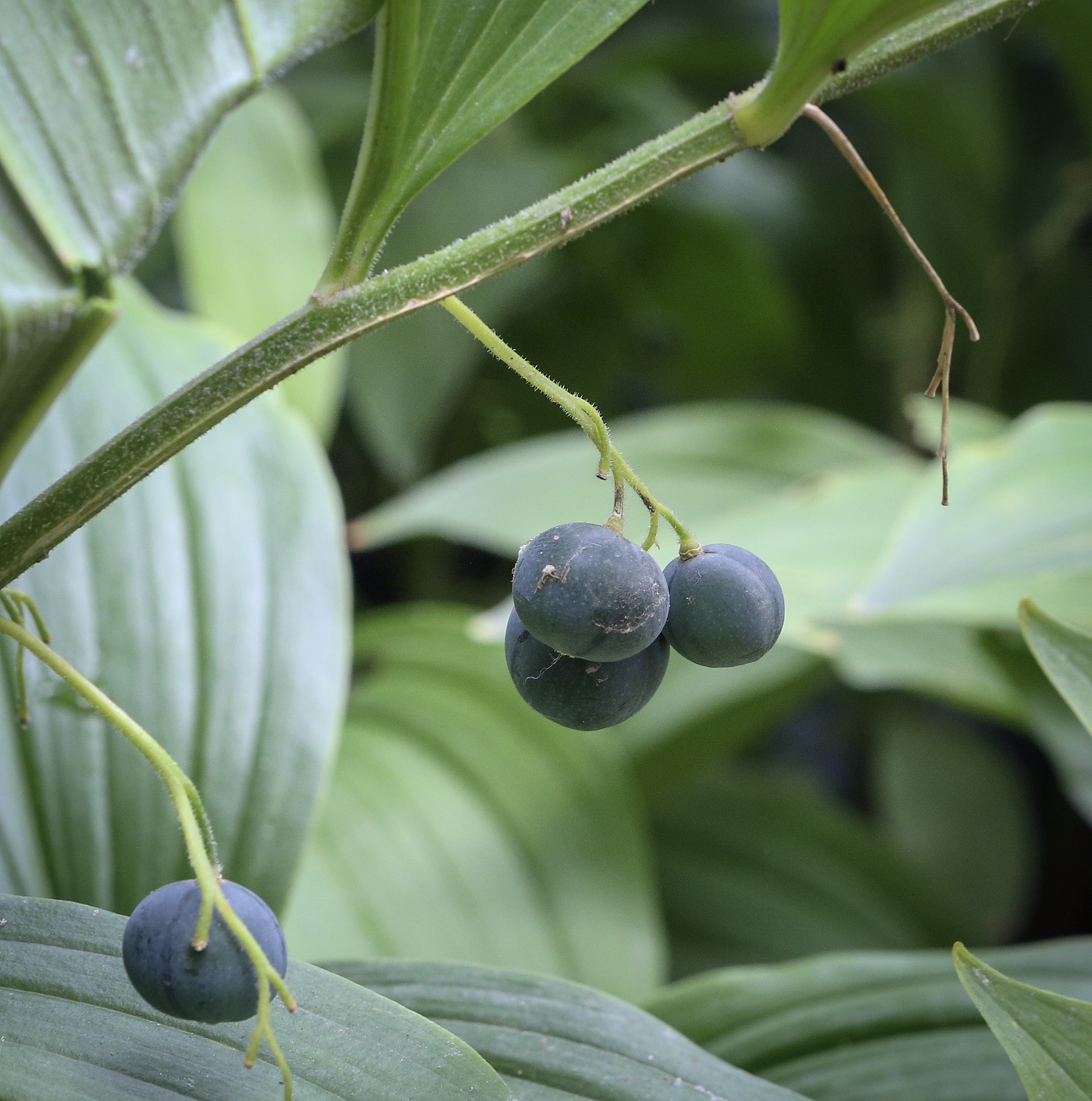 Image of Polygonatum hirtum specimen.