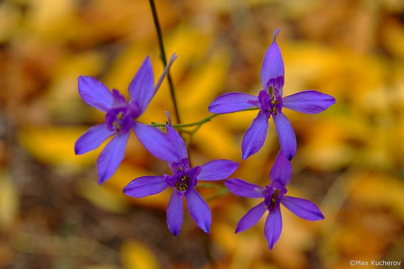 Image of Delphinium consolida specimen.