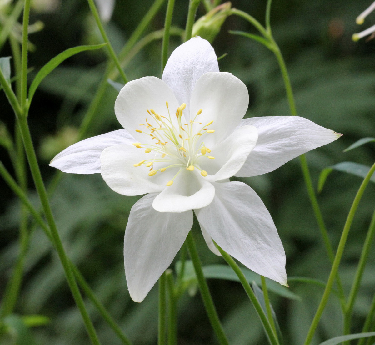 Image of Aquilegia coerulea specimen.