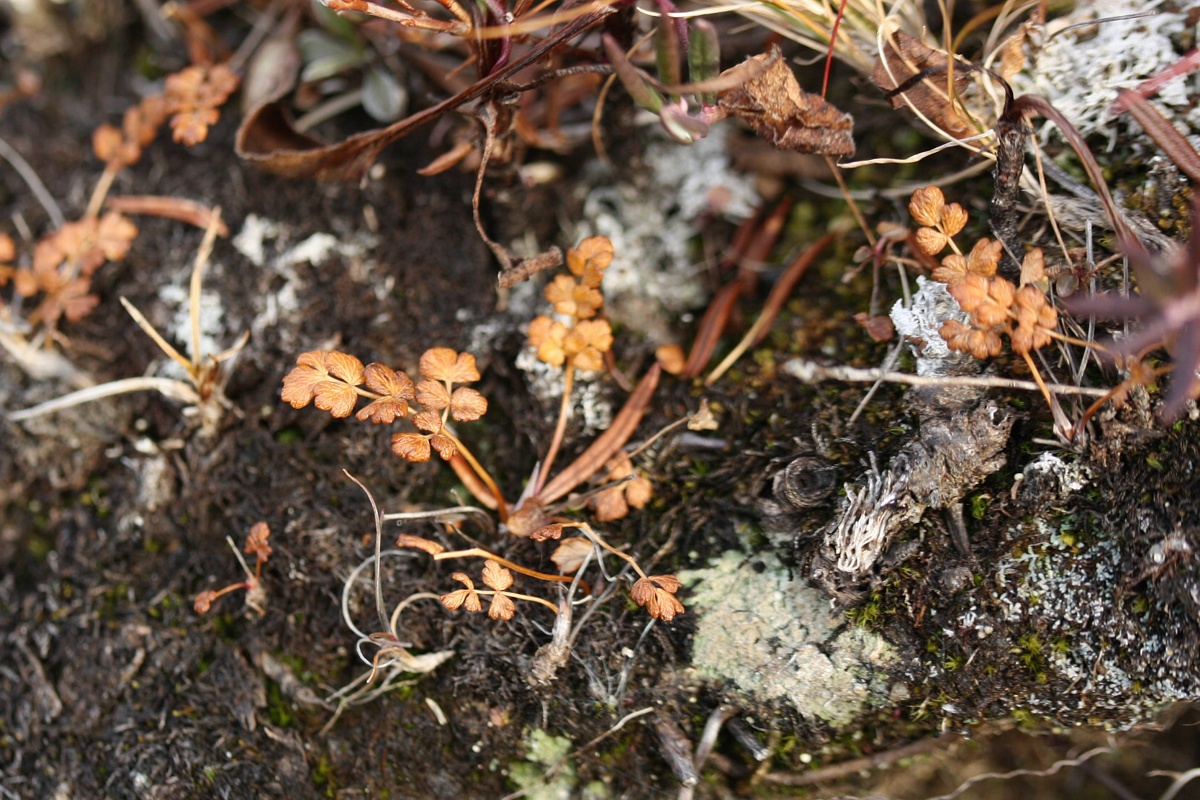 Изображение особи Thalictrum alpinum.