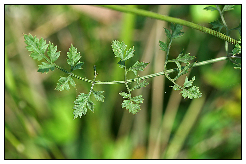 Image of Daucus carota specimen.