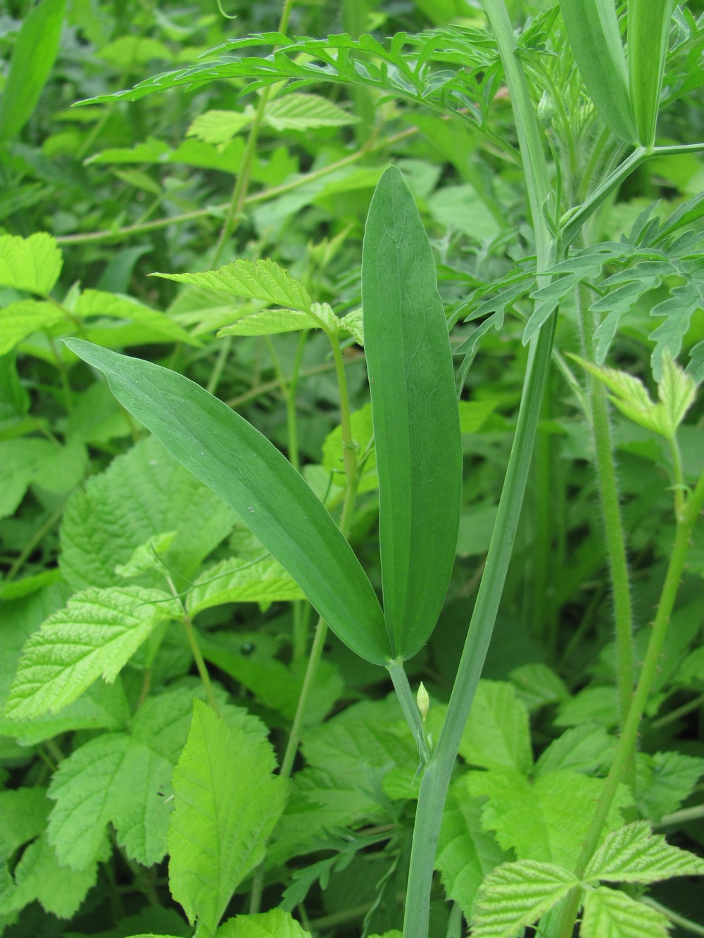 Image of Lathyrus hirsutus specimen.