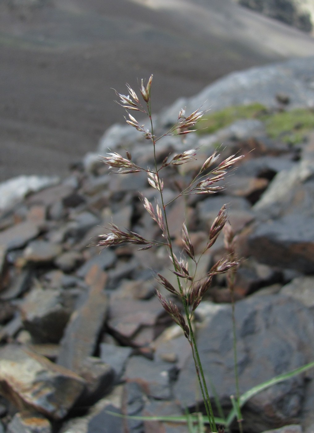 Изображение особи семейство Poaceae.