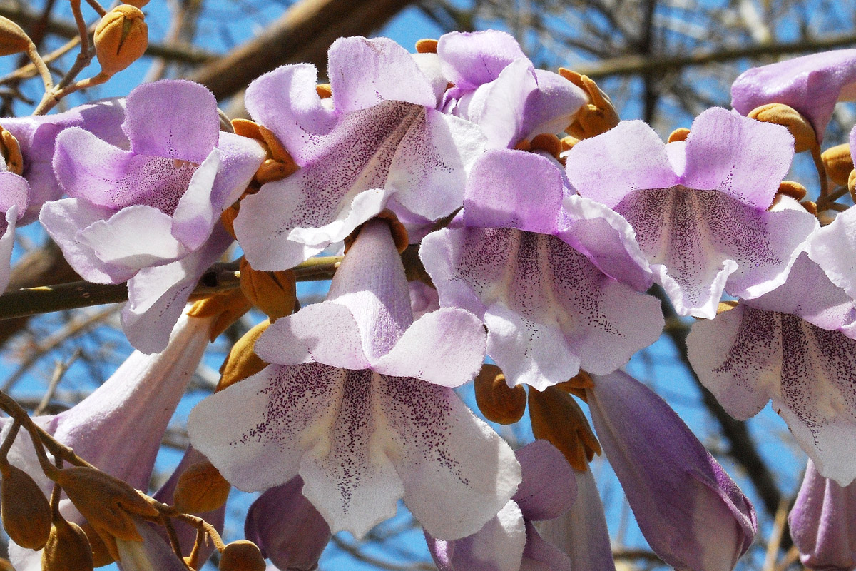 Image of Paulownia tomentosa specimen.