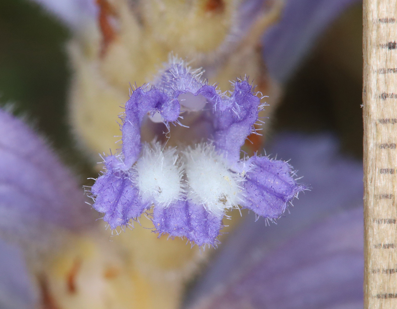 Image of Phelipanche nana specimen.