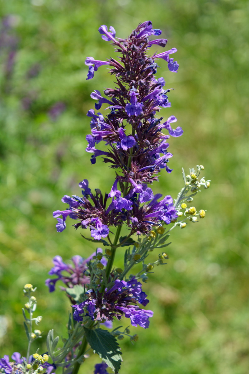 Image of Nepeta grandiflora specimen.