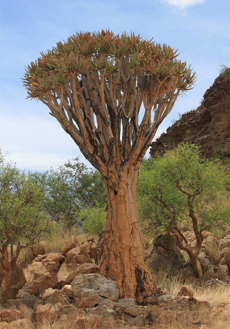 Изображение особи Aloidendron dichotomum.