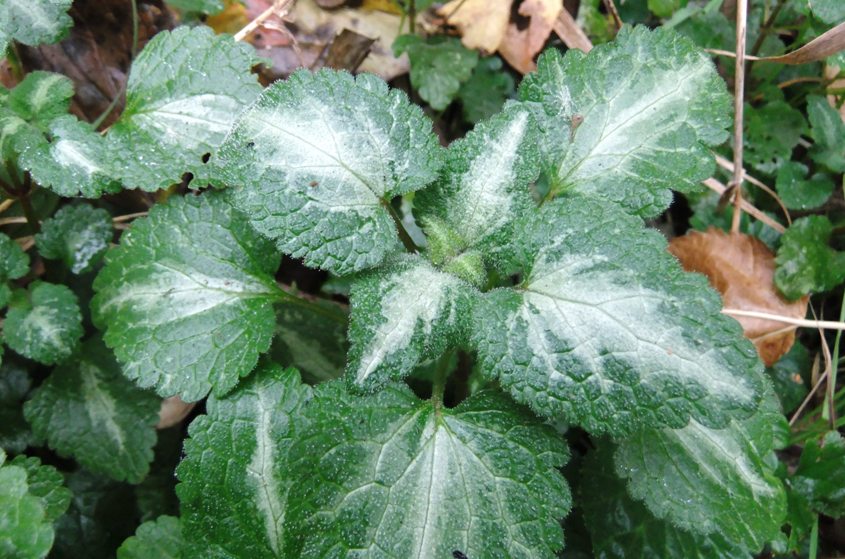 Image of Lamium maculatum specimen.