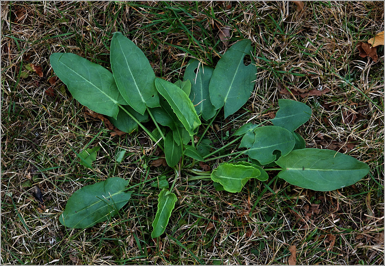 Image of Rumex acetosa specimen.