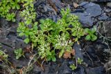 Sedum oppositifolium