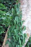 genus Piper. Вегетирующее растение. Вьетнам, провинция Донгнай, национальный парк \"Cat Tien\". 26.03.2012.