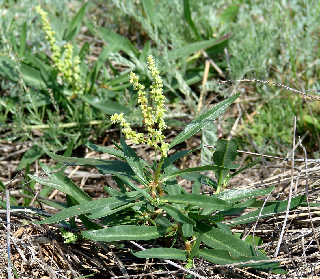 Image of Knorringia sibirica specimen.