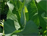 Inula helenium