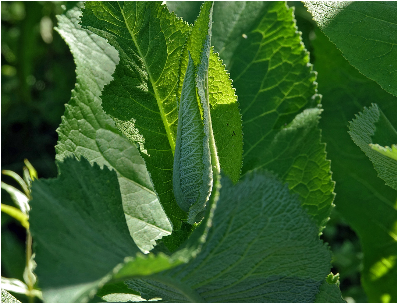 Image of Inula helenium specimen.