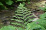 Athyrium filix-femina. Верхушка вайи. Республика Адыгея, Майкопский р-н, ущелье р. Аминовка, около водопада Аминовский, берег ручья. 28 июля 2022 г.