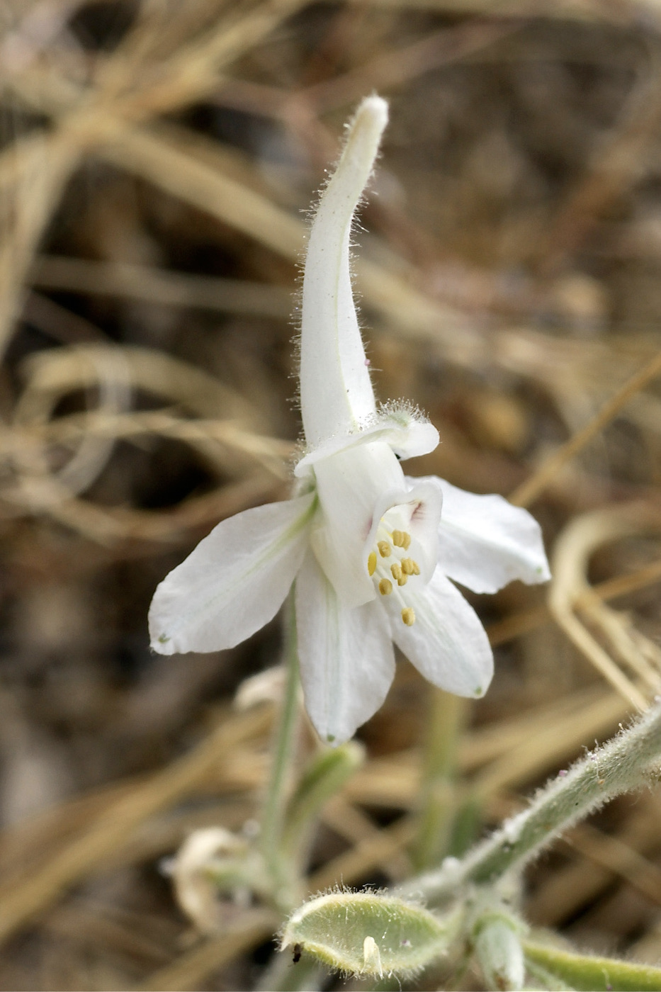 Изображение особи Delphinium leptocarpum.