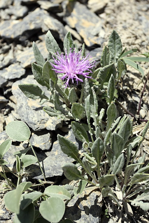 Image of Jurinea algida specimen.