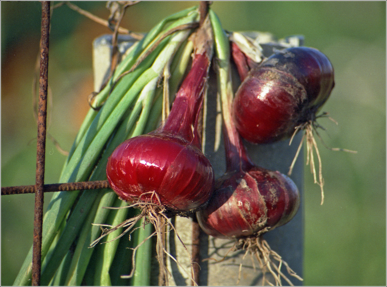 Image of Allium cepa specimen.